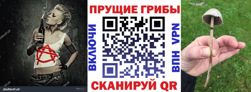 кракен tor  Сим  Галлюциногенные грибы Psilocybe 
